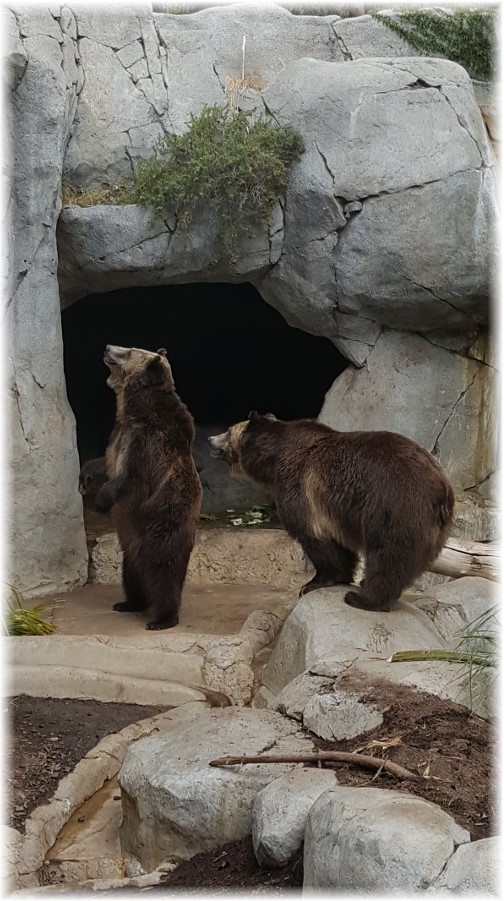 San Diego Zoo Grizzly Bears 10/24/16
