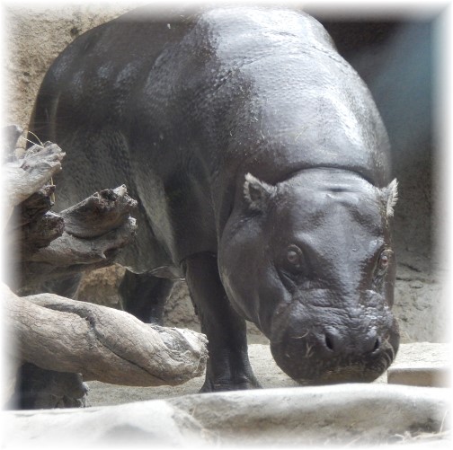 San Diego Zoo Hippo 10/24/16