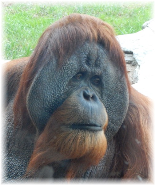 San Diego Zoo Orangutan 10/24/16