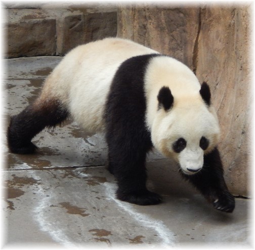 San Diego Zoo Panda Bear 10/24/16