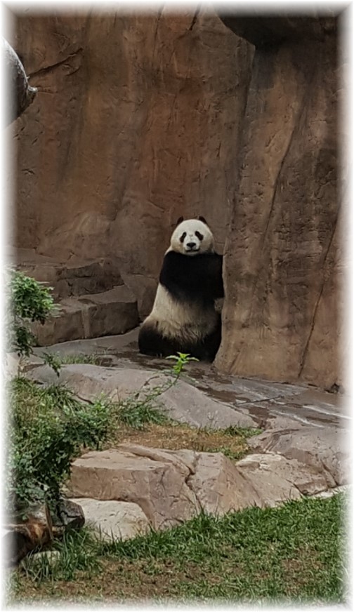 San Diego Zoo Panda 10/24/16