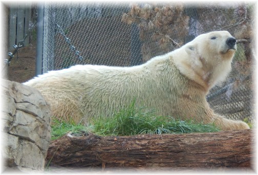 San Diego Zoo Polar Bear 10/24/16
