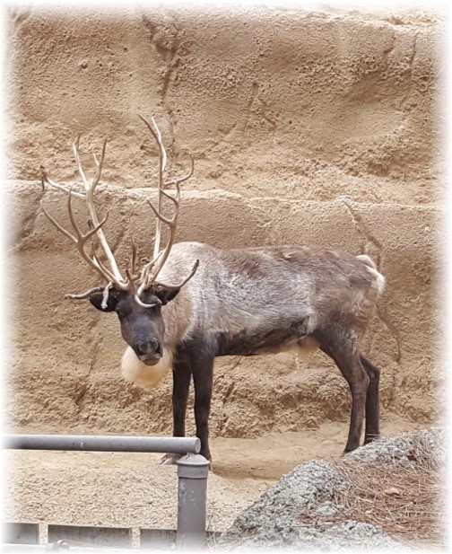 San Diego Zoo Siberian Reindeer 10/24/16