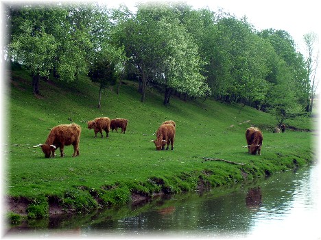 Scottish Highland cattle