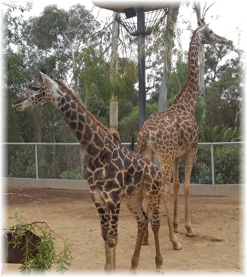 San Diego zoo giraffes 10/24/16