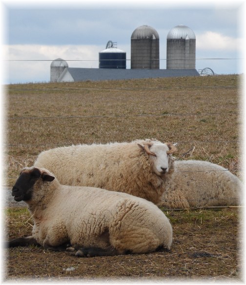 Sheep and barn background (3/1/13)