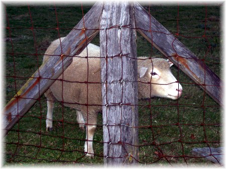 Sheep in Lancaster County PA