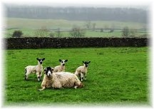 Sheep in green pasture