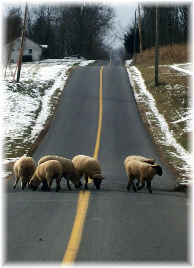 Sheep on Echo Valley Road