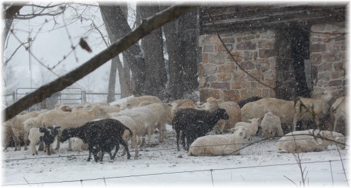 Sheep in snow 2/9/14