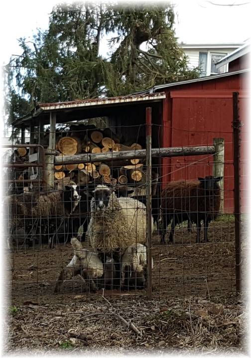 Sheep with feeding lambs 3/12/17