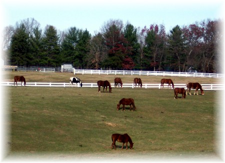 Horses in Virginia