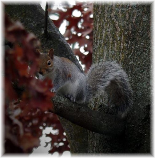Squirrel (taken by Ester)