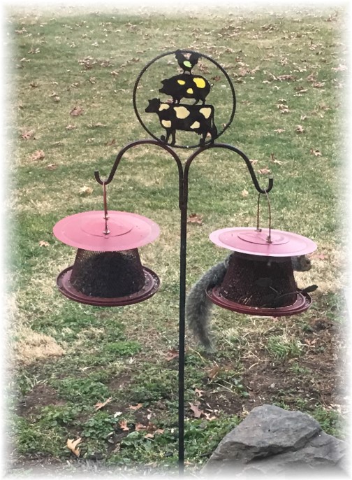 Squirrel at bird feeder 2/22/17