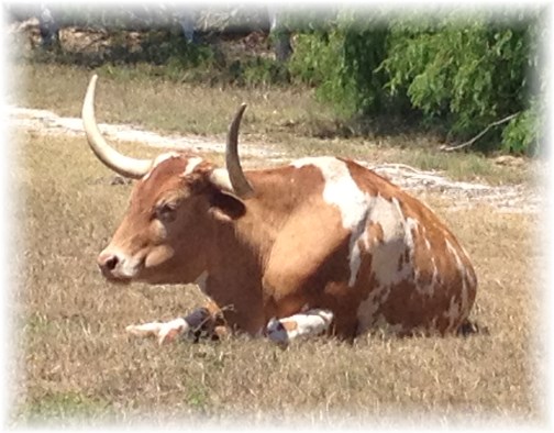 Longhorn bull, King Ranch 5/3/14