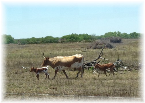 Longhorn cow with calves, King Ranch 5/3/14