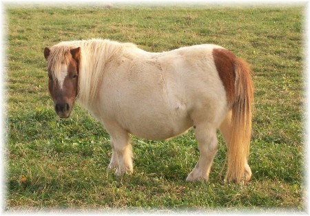 Miniature pony (about three feet tall)