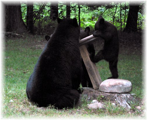 Tioga County PA bear family