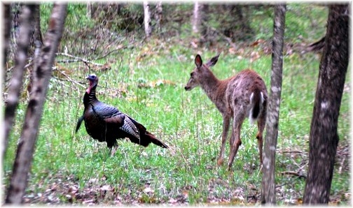 Deer and turkey in Tioga County, PA