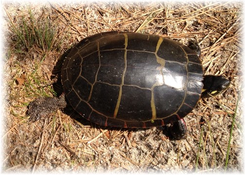Turtle at Prime Hook National Wildlife Refuge 6/10/15