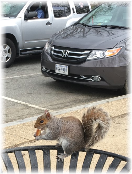 Washington squirrel 3/25/16