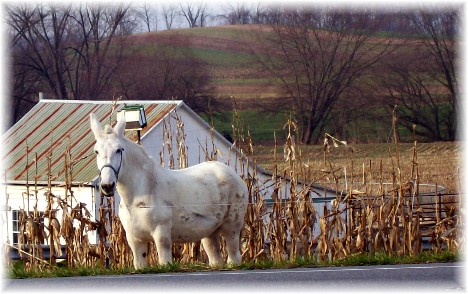 White horse in Lancaster PA 11/18/10