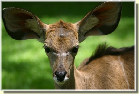 Kudu (Photo by Kevin Walsh)