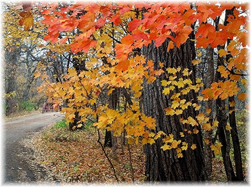 Fall scene in Minnesota (Photo by GEM)