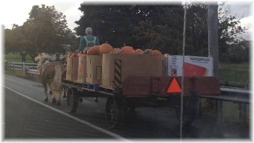 Horse-drawn wagon with pumpkins 10/14/14 (Click to enlarge)