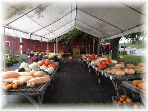 Pumpkins at Union Mill Acres 9/10/14