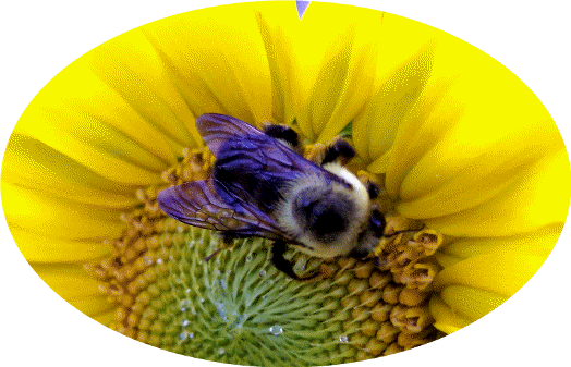 Photo of bee on sunflower