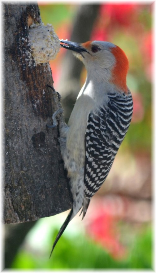 Red-bellied woodpecker (photo by Dois High)