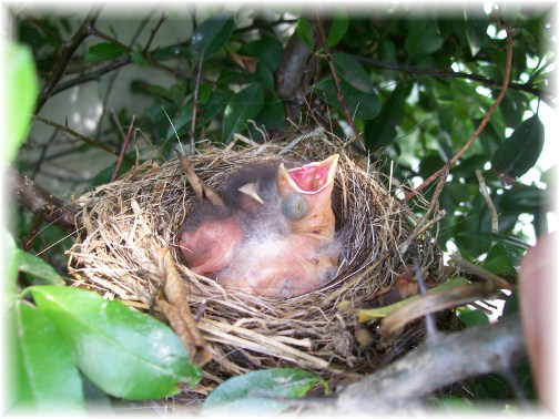 Baby birds 6/3/12