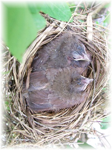 Baby cardinals 5/22/11