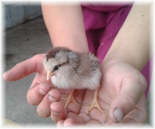 Baby chick on Old Windmill Farm (Photo by Jesse Lapp)