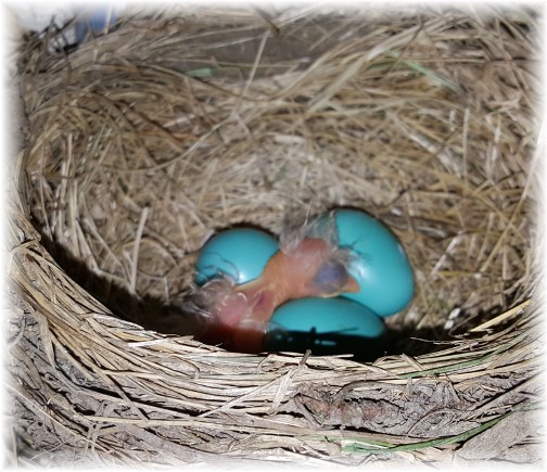 Baby Robin in nest 5/2/16