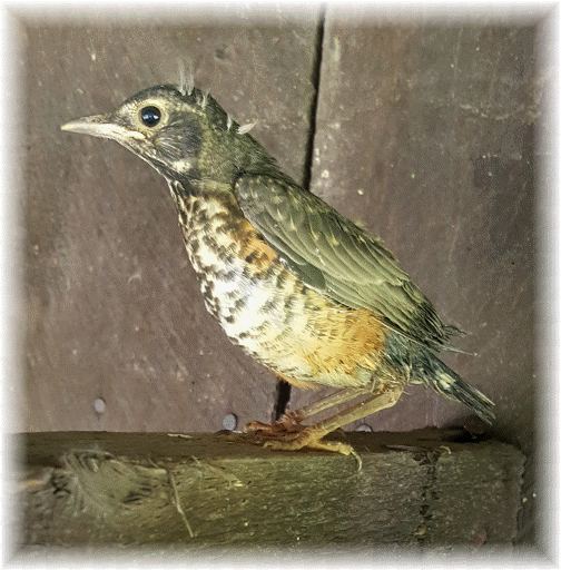 Baby robin fledgling 5/16/16