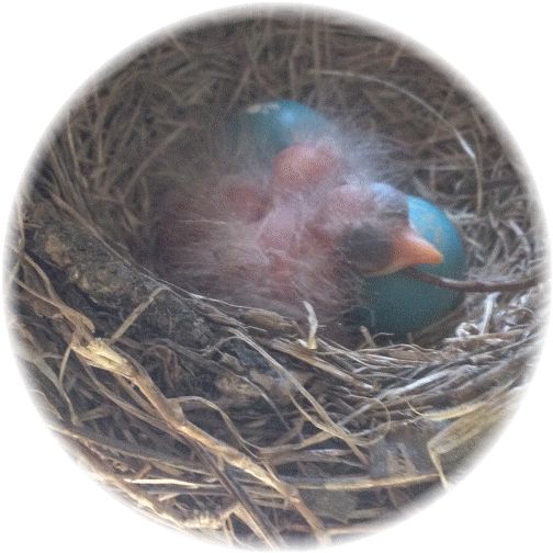 Baby robin 5/20/14