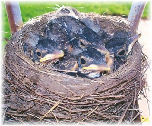Baby robins (Photo by Loretha Joe)