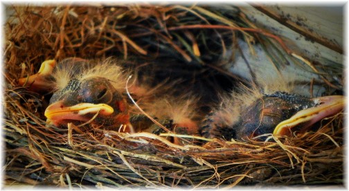 Baby robins 5/23/15 (photo by Ester)