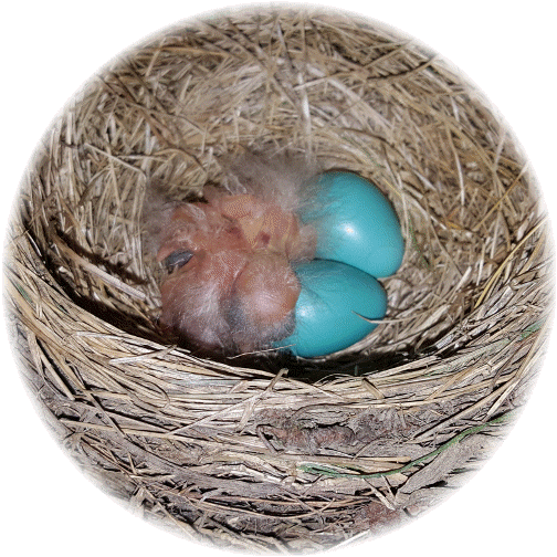 Baby robins 5/3/16