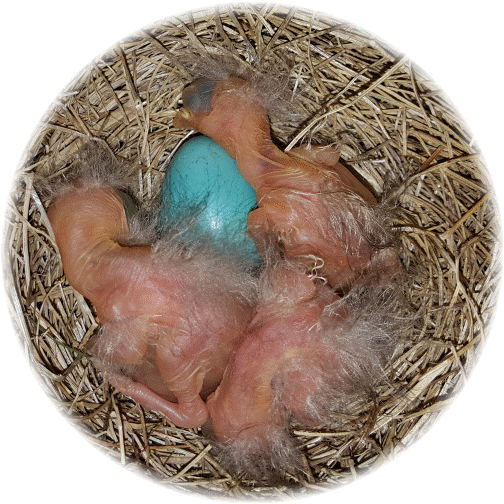 Baby robins 5/3/16 evening