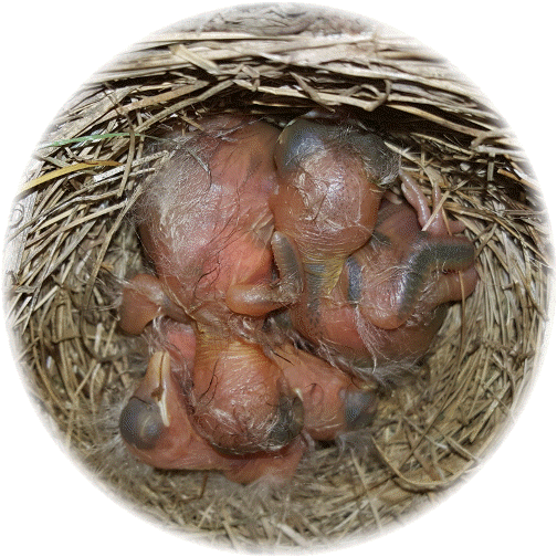 Baby robins 5/4/16
