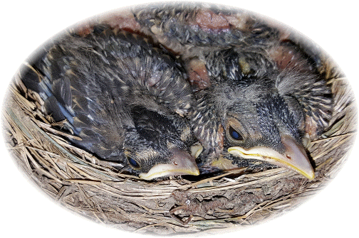 Baby robins 5/10/16pm