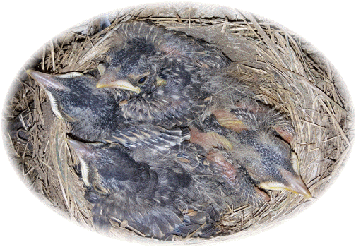 Baby robins 5/11/16 PM