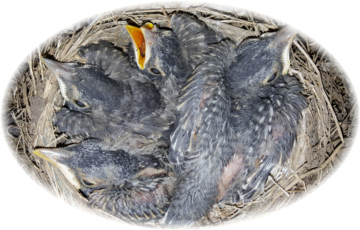 Baby robins 5/12/16pm