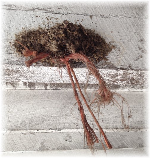 Barn swallow nest 6/4/14