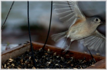 Bird in flight (photo by Doris High)