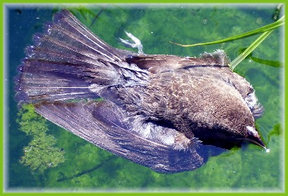 Bird in pond