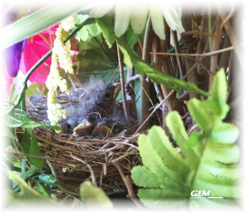 Bird nest (photo by Georgia)